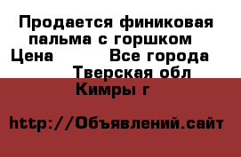 Продается финиковая пальма с горшком › Цена ­ 600 - Все города  »    . Тверская обл.,Кимры г.